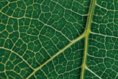Leaf