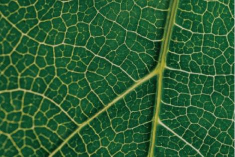 Leaf