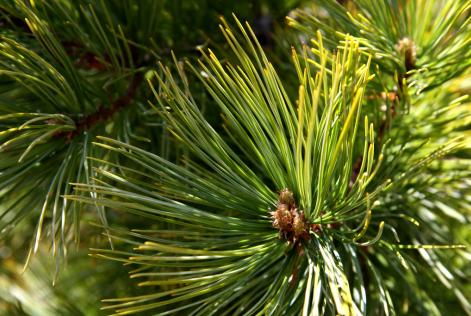 FSC-Certified Elkington Forest