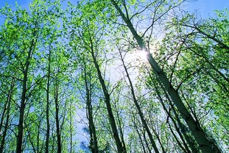 Forests