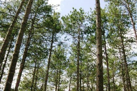Limerick Forest