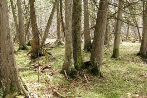 Limerick Forest