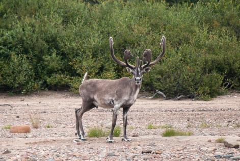 caribou