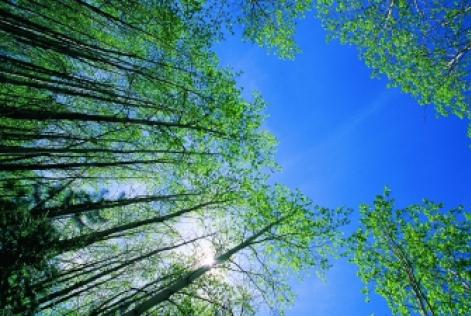 Forest Management Standards Revision Process