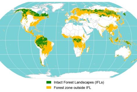 Intact Forest Landscapes