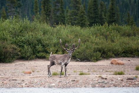 caribou