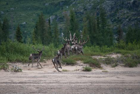 Caribou