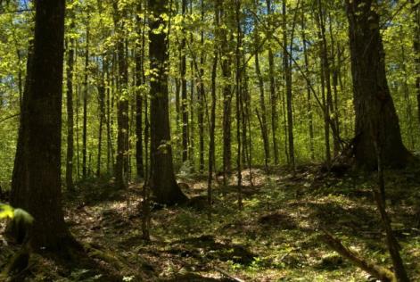 Medway Valley Forest