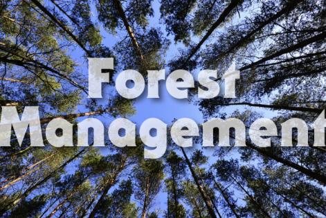 Forest Management