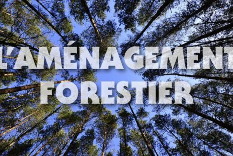 Forest Management French