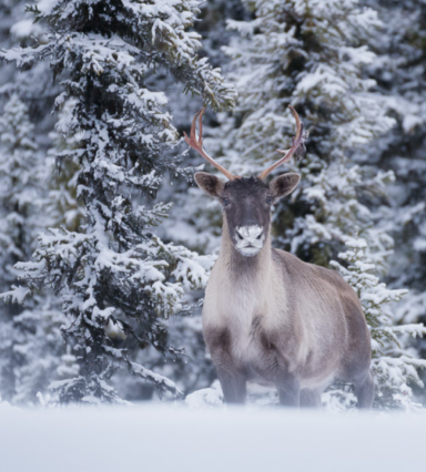 caribou