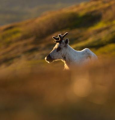 woodland caribou