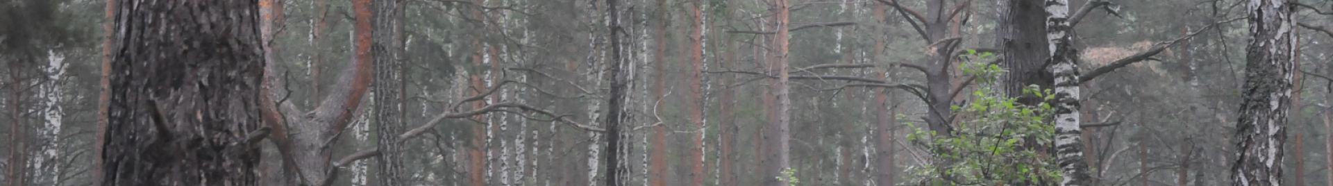 Russian Forest Header Image