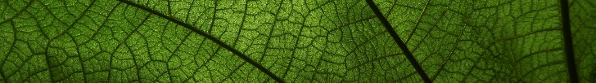 News Story Leaf