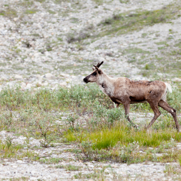 Caribou