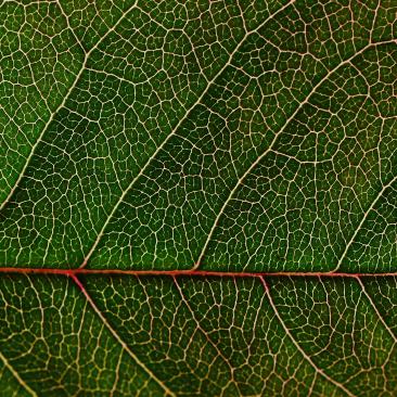 leaf