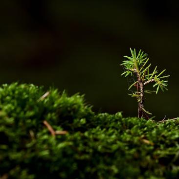 forest sapling