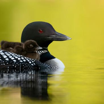 Loons