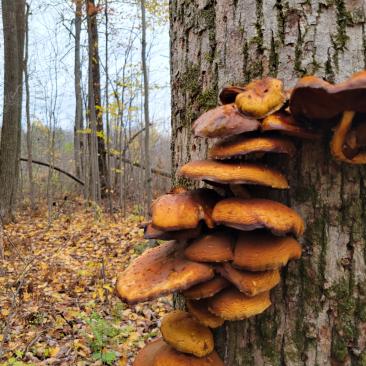 mushrooms
