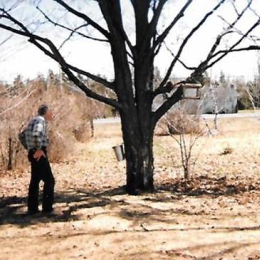 Gary Ivens checks on his maple trees
