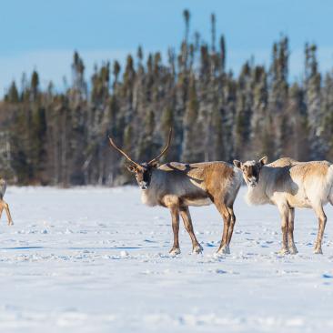 caribou caribou