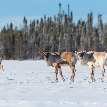 caribou