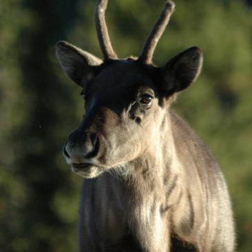caribou caribou