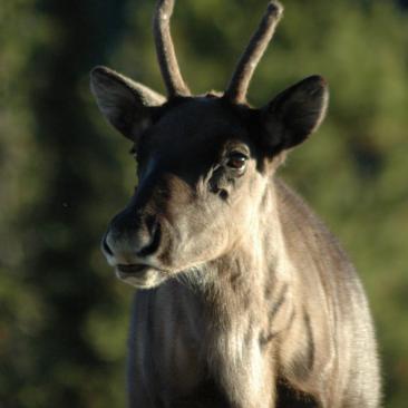 caribou