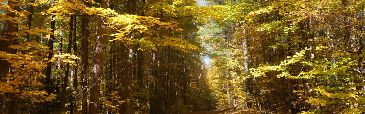 trees