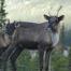 mother and baby caribou